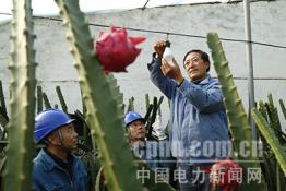 淄博供電：服務果農豐收