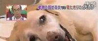 要讓人類聽(tīng)懂動(dòng)物的語(yǔ)言，AI還需克服哪些難題？