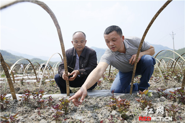 北湖區“互聯網+農業”助推農產品區域品牌建設