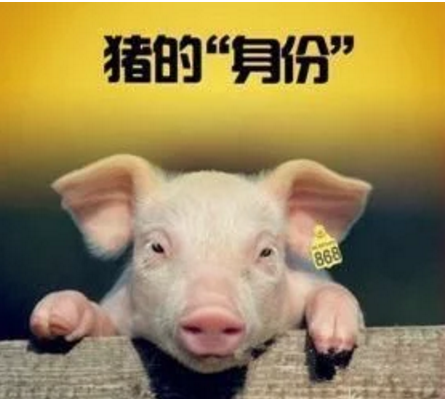 智能化養豬系統，現代化農業發展之路