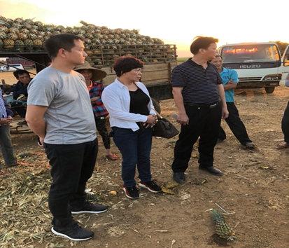 “互聯網+農業”發力 一畝田助力徐聞賣菠蘿
